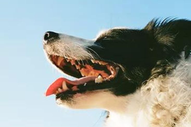 DOES YOUR FURRY HAS BAD BREATH? WE HELP YOU FIGHT IT.