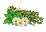 Aromatic herbs